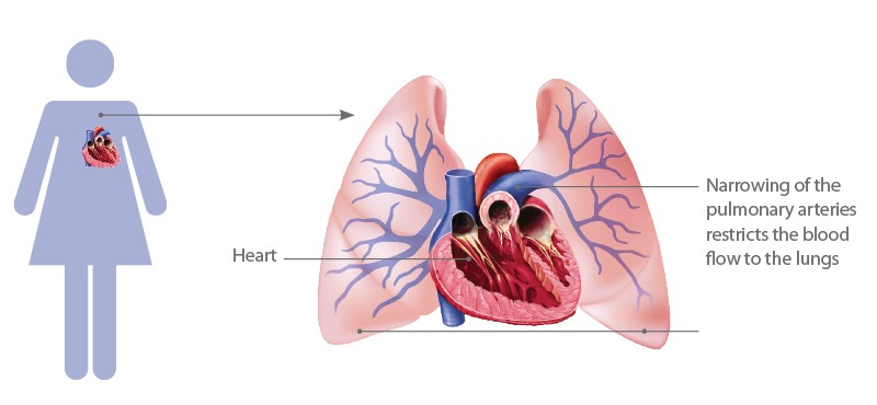 Role of the Heart